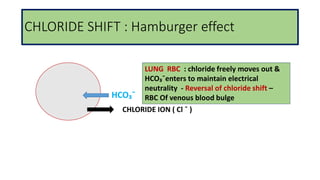 CHLORIDE SHIFT : Hamburger effect
HCO₃¯
LUNG RBC : chloride freely moves out &
HCO₃¯enters to maintain electrical
neutrality - Reversal of chloride shift –
RBC Of venous blood bulge
CHLORIDE ION ( Cl ¯ )
 