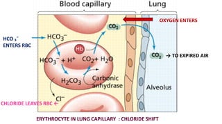ERYTHROCYTE IN LUNG CAPILLARY : CHLORIDE SHIFT
→ TO EXPIRED AIR
CHLORIDE LEAVES RBC ←
HCO ₃¯
ENTERS RBC
OXYGEN ENTERS
 