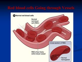 Red blood cells Going through Vessels
 