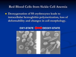 Red Blood Cells from Sickle Cell Anemia
OXY-STATE DEOXY-STATE
 Deoxygenation of SS erythrocytes leads to
intracellular hemoglobin polymerization, loss of
deformability and changes in cell morphology.
 