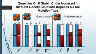 Quantities Of Β Globin Chain Produced In
Different Genetic Situations Depends On The
Mutation Type
α β
β α
Homozygous Heterozygous
β
β0
β
β0
β+ β+
α β α α α β
α β
β++
α β
β++
α β
βΝ
α β
β α
x
α β
β α
x
x
 