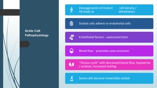 Sickle Cell:
Pathophysiology
Deoxygenation of mutant
Hb leads to
K+ efflux
cell density /
dehydration
polymerization
Sickled cells adhere to endothelial cells
Endothelial factors - vasoconstriction
Blood flow ¯ promotes vaso-occlusion
“Vicious cycle” with decreased blood flow, hypoxemia
/ acidosis, increased sickling
Some cells become irreversibly sickled
 