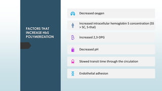 FACTORS THAT
INCREASE HbS
POLYMERIZATION
Decreased oxygen
Increased intracellular hemoglobin S concentration (SS
> SC, S-thal)
Increased 2,3-DPG
Decreased pH
Slowed transit time through the circulation
Endothelial adhesion
 