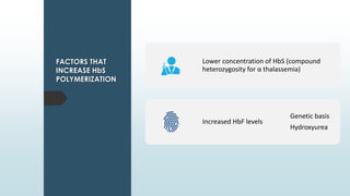 Lower concentration of HbS (compound
heterozygosity for α thalassemia)
Increased HbF levels
Genetic basis
Hydroxyurea
FACTORS THAT
INCREASE HbS
POLYMERIZATION
 