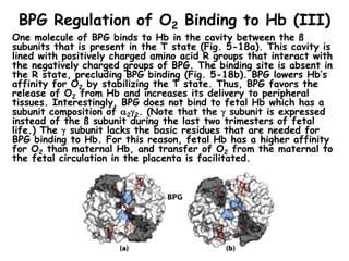 BPG Regulation of O2 Binding to Hb (III)
One molecule of BPG binds to Hb in the cavity between the ß
subunits that is present in the T state (Fig. 5-18a). This cavity is
lined with positively charged amino acid R groups that interact with
the negatively charged groups of BPG. The binding site is absent in
the R state, precluding BPG binding (Fig. 5-18b). BPG lowers Hb’s
affinity for O2 by stabilizing the T state. Thus, BPG favors the
release of O2 from Hb and increases its delivery to peripheral
tissues. Interestingly, BPG does not bind to fetal Hb which has a
subunit composition of 22. (Note that the  subunit is expressed
instead of the ß subunit during the last two trimesters of fetal
life.) The  subunit lacks the basic residues that are needed for
BPG binding to Hb. For this reason, fetal Hb has a higher affinity
for O2 than maternal Hb, and transfer of O2 from the maternal to
the fetal circulation in the placenta is facilitated.
 