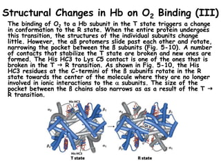 Structural Changes in Hb on O2 Binding (III)
The binding of O2 to a Hb subunit in the T state triggers a change
in conformation to the R state. When the entire protein undergoes
this transition, the structures of the individual subunits change
little. However, the aß protomers slide past each other and rotate,
narrowing the pocket between the ß subunits (Fig. 5-10). A number
of contacts that stabilize the T state are broken and new ones are
formed. The His HC3 to Lys C5 contact is one of the ones that is
broken in the T  R transition. As shown in Fig. 5-10, the His
HC3 residues at the C-termini of the ß subunits rotate in the R
state towards the center of the molecule where they are no longer
involved in ionic interactions to the  subunits. The size of the
pocket between the ß chains also narrows as as a result of the T 
R transition.
 