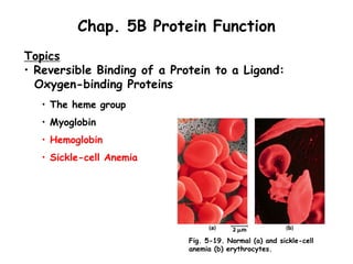 Chap. 5B Protein Function
Topics
• Reversible Binding of a Protein to a Ligand:
Oxygen-binding Proteins
• The heme group
• Myoglobin
• Hemoglobin
• Sickle-cell Anemia
Fig. 5-19. Normal (a) and sickle-cell
anemia (b) erythrocytes.
 
