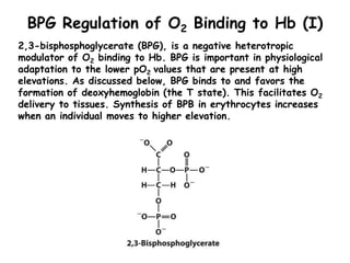 BPG Regulation of O2 Binding to Hb (I)
2,3-bisphosphoglycerate (BPG), is a negative heterotropic
modulator of O2 binding t...