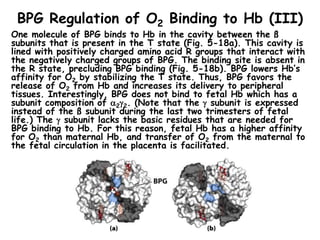 BPG Regulation of O2 Binding to Hb (III)
One molecule of BPG binds to Hb in the cavity between the ß
subunits that is pres...