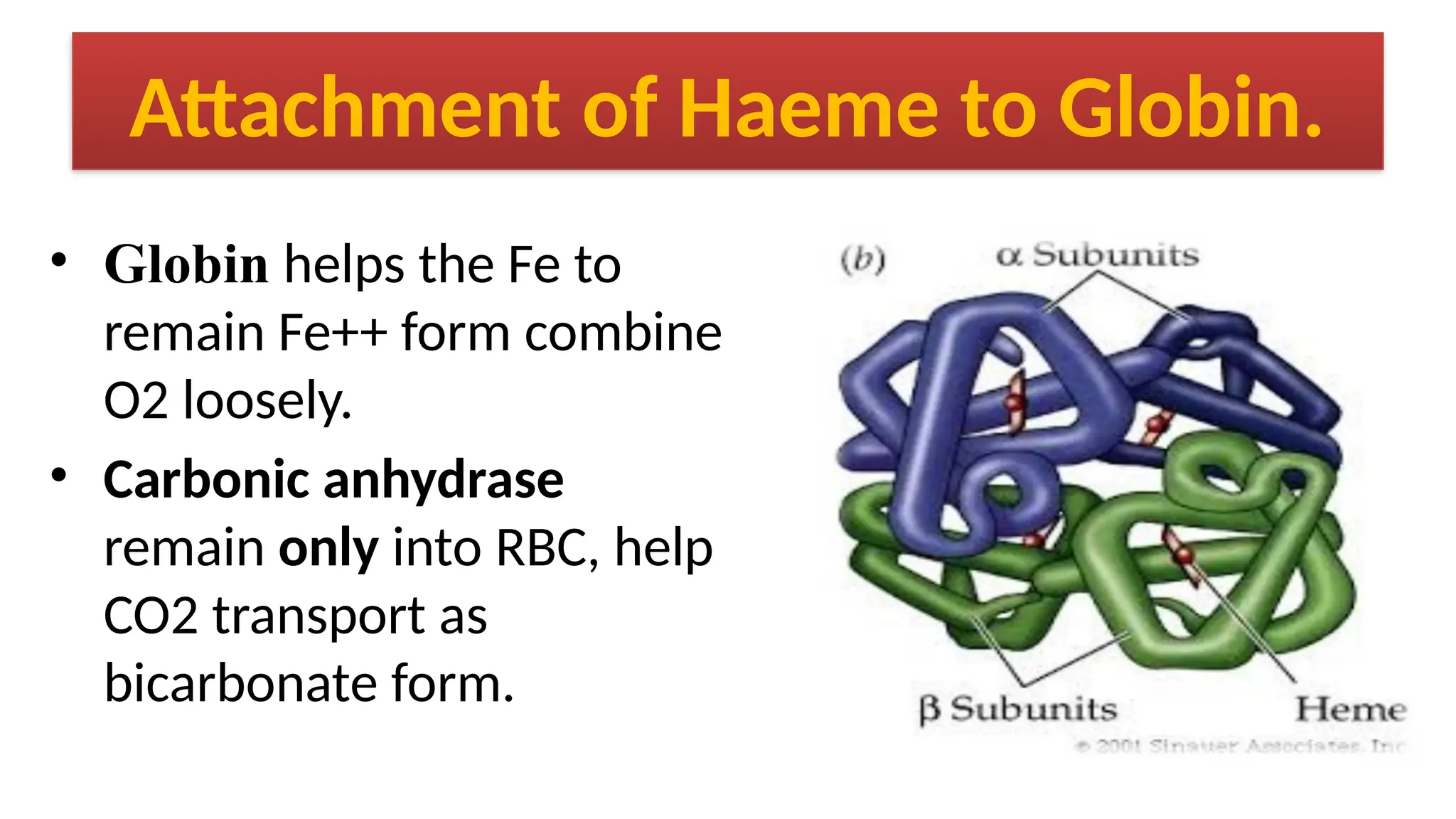 Attachment of Haeme to Globin.
• Globin helps the Fe to
remain Fe++ form combine
O2 loosely.
• Carbonic anhydrase
remain only into RBC, help
CO2 transport as
bicarbonate form.
 