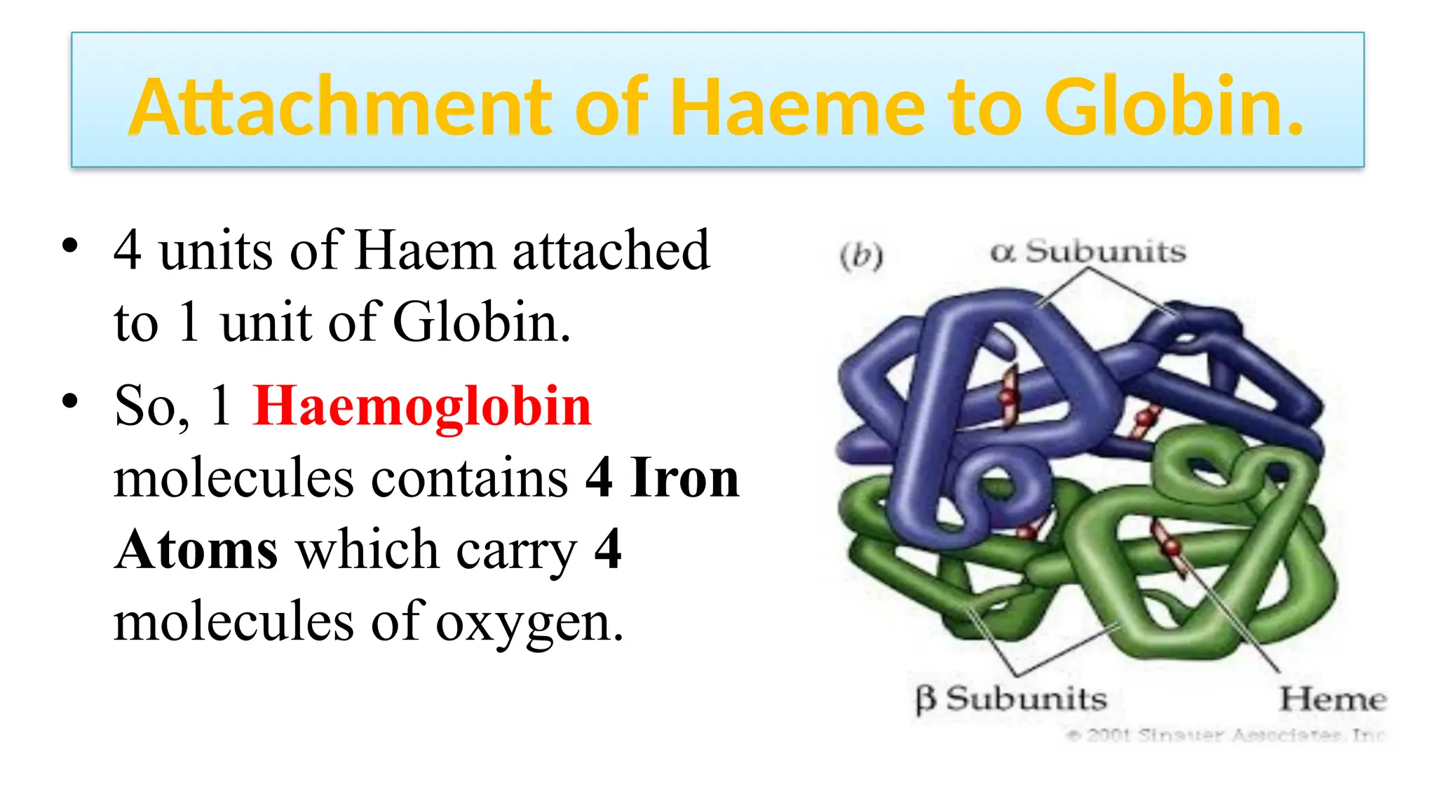 Attachment of Haeme to Globin.
• 4 units of Haem attached
to 1 unit of Globin.
• So, 1 Haemoglobin
molecules contains 4 Iron
Atoms which carry 4
molecules of oxygen.
 
