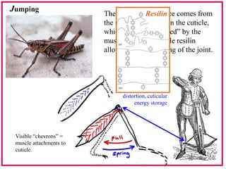 Lymph Bug Insect Haemolymph - Insect anatomy and Physiology : Entomology | PDF