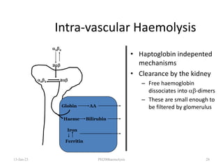 Intra-vascular Haemolysis
• Haptoglobin indepented
mechanisms
• Clearance by the kidney
– Free haemoglobin
dissociates into -dimers
– These are small enough to
be filtered by glomerulus
13-Jan-23 PH200haemolysis 28
22
2
22 2
Globin AA
Haeme Bilirubin
Iron
Ferritin
 