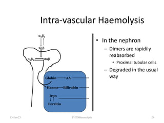 Intra-vascular Haemolysis
• In the nephron
– Dimers are rapidily
reabsorbed
• Proximal tubular cells
– Degraded in the usual
way
13-Jan-23 PH200haemolysis 29
22
2
22 2
Globin AA
Haeme Bilirubin
Iron
Ferritin
 
