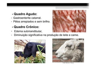 - Quadro Agudo:
• Gastroenterite catarral.
• Pêlos arrepiados e sem brilho.

 - Quadro Crônico:
• Edema submandibular,
• Diminuição significativa na produção de leite e carne.
 