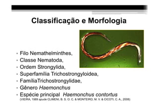 Classificação e Morfologia



•   Filo Nemathelminthes,
•   Classe Nematoda,
•   Ordem Strongylida,
•   Superfamília Trichostrongyloidea,
•   FamíliaTrichostrongylidae,
•   Gênero Haemonchus
•   Espécie principal Haemonchus contortus
    (VIEIRA, 1989 apude CLIMENI, B. S. O. C. & MONTEIRO, M. V. & CICOTI, C. A., 2008)
 