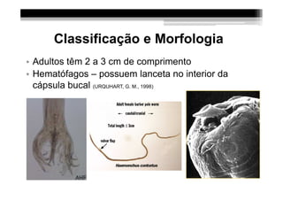 Classificação e Morfologia
• Adultos têm 2 a 3 cm de comprimento (
• Hematófagos – possuem lanceta no interior da
  cápsula bucal (URQUHART, G. M., 1998)
 