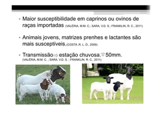 • Maior susceptibilidade em caprinos ou ovinos de
  raças importadas (VALÉRIA, M.M. C.; SARA, V.D. S.; FRANKLIN, R. C., 2011)

• Animais jovens, matrizes prenhes e lactantes são
  mais susceptíveis.(COSTA ,R. L. D., 2009)

• Transmissão               estação chuvosa. 50mm.
  (VALÉRIA, M.M. C. ; SARA, V.D. S. ; FRANKLIN, R. C., 2011)
 
