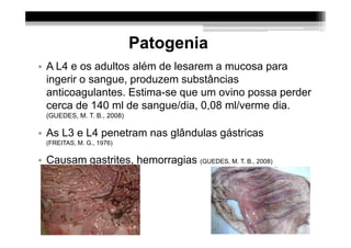 Patogenia
• A L4 e os adultos além de lesarem a mucosa para
  ingerir o sangue, produzem substâncias
  anticoagulantes. Estima-se que um ovino possa perder
  cerca de 140 ml de sangue/dia, 0,08 ml/verme dia.
  (GUEDES, M. T. B., 2008)

• As L3 e L4 penetram nas glândulas gástricas
  (FREITAS, M. G., 1976)

• Causam gastrites, hemorragias (GUEDES, M. T. B., 2008)
 