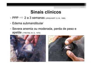 Sinais clínicos
• PPP    2 a 3 semanas (URQUHART, G. M., 1988)
• Edema submandibular
• Severa anemia ou moderada, perda de peso e
  apetite ( FREITAS, M. G., 1976)
 