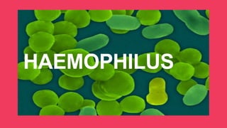 HAEMOPHILUS
 