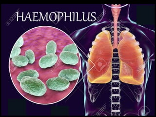 HAEMOPHILUS
 