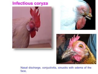 Infectious coryza
Nasal discharge, conjuctivitis, sinusitis with odema of the
face,
 