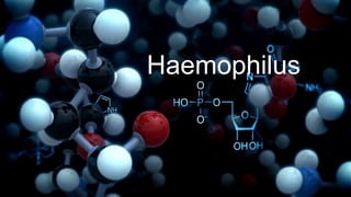 Haemophilus
 