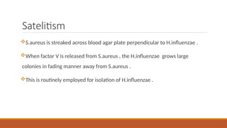 Satelitism
S.aureus is streaked across blood agar plate perpendicular to H.influenzae .
When factor V is released from S.aureus , the H.influenzae grows large
colonies in fading manner away from S.aureus .
This is routinely employed for isolation of H.influenzae .
 
