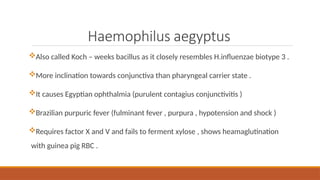 Haemophilus aegyptus
Also called Koch – weeks bacillus as it closely resembles H.influenzae biotype 3 .
More inclination towards conjunctiva than pharyngeal carrier state .
It causes Egyptian ophthalmia (purulent contagius conjunctivitis )
Brazilian purpuric fever (fulminant fever , purpura , hypotension and shock )
Requires factor X and V and fails to ferment xylose , shows heamaglutination
with guinea pig RBC .
 