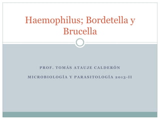 PROF. TOMÁS ATAUJE CALDERÓN 
MICROBIOLOGÍA Y PARASITOLOGÍA 2013-II 
Haemophilus; Bordetella y Brucella  