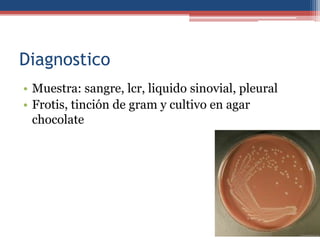 Diagnostico
• Muestra: sangre, lcr, liquido sinovial, pleural
• Frotis, tinción de gram y cultivo en agar
chocolate

 