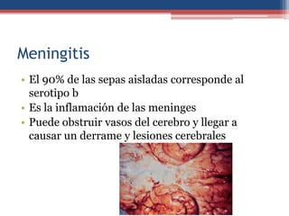 Meningitis
• El 90% de las sepas aisladas corresponde al
serotipo b
• Es la inflamación de las meninges
• Puede obstruir vasos del cerebro y llegar a
causar un derrame y lesiones cerebrales

 