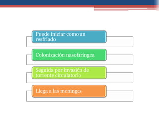 Puede iniciar como un
resfriado
Colonización nasofaríngea
Seguida por invasión de
torrente circulatorio
Llega a las meninges

 