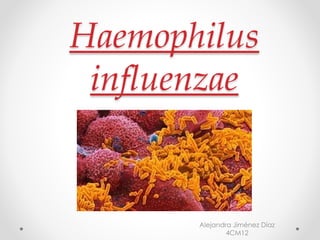 Haemophilus
influenzae
Alejandra Jiménez Díaz
4CM12
 