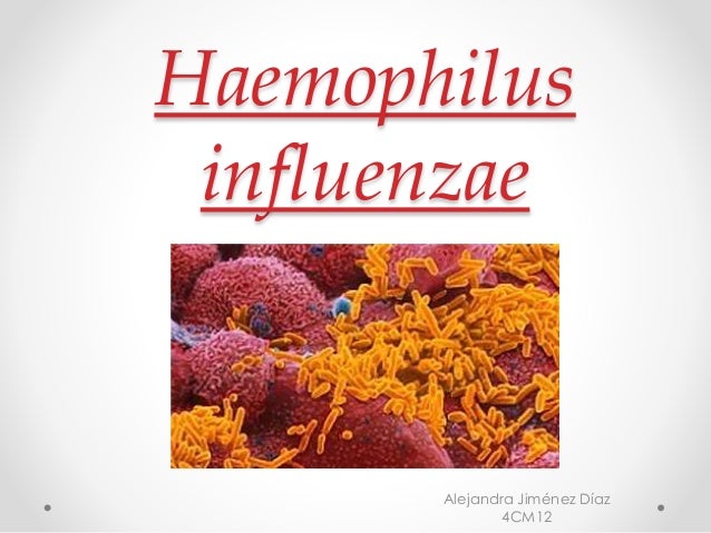 haemophilus influenzae