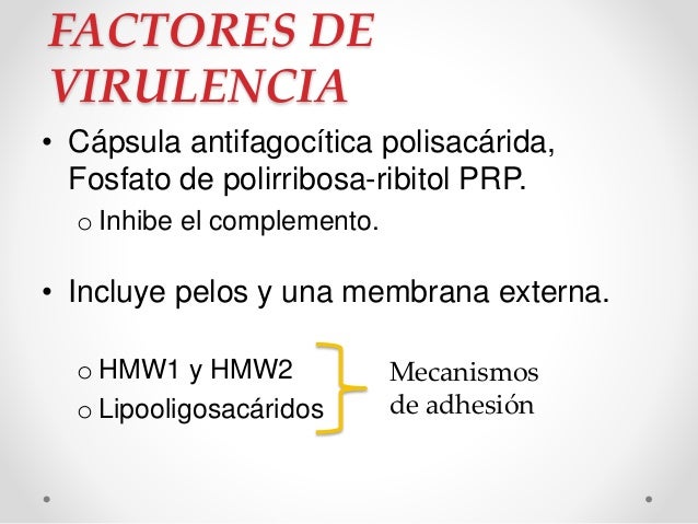 Haemophilus influenzae