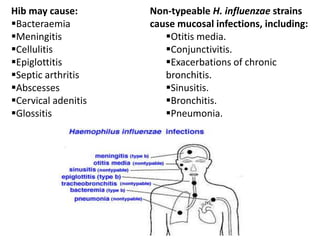 Hib may cause:
Bacteraemia
Meningitis
Cellulitis
Epiglottitis
Septic arthritis
Abscesses
Cervical adenitis
Glossitis
Non-typeable H. influenzae strains
cause mucosal infections, including:
Otitis media.
Conjunctivitis.
Exacerbations of chronic
bronchitis.
Sinusitis.
Bronchitis.
Pneumonia.
 