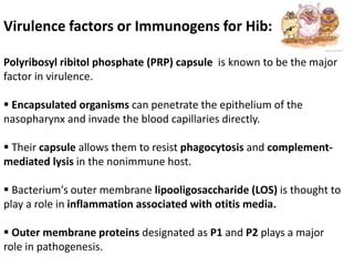 Virulence factors or Immunogens for Hib:
Polyribosyl ribitol phosphate (PRP) capsule is known to be the major
factor in virulence.
 Encapsulated organisms can penetrate the epithelium of the
nasopharynx and invade the blood capillaries directly.
 Their capsule allows them to resist phagocytosis and complement-
mediated lysis in the nonimmune host.
 Bacterium's outer membrane lipooligosaccharide (LOS) is thought to
play a role in inflammation associated with otitis media.
 Outer membrane proteins designated as P1 and P2 plays a major
role in pathogenesis.
 