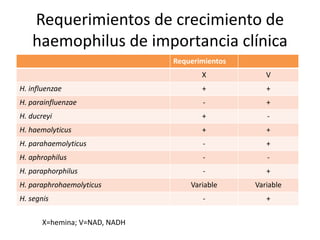 Requerimientos de crecimiento de
haemophilus de importancia clínica
Requerimientos
X V
H. influenzae + +
H. parainfluenzae - +
H. ducreyi + -
H. haemolyticus + +
H. parahaemolyticus - +
H. aphrophilus - -
H. paraphorphilus - +
H. paraphrohaemolyticus Variable Variable
H. segnis - +
X=hemina; V=NAD, NADH
 
