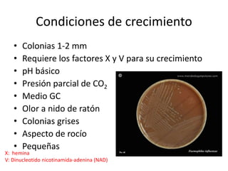 Condiciones de crecimiento
• Colonias 1-2 mm
• Requiere los factores X y V para su crecimiento
• pH básico
• Presión parcial de CO2
• Medio GC
• Olor a nido de ratón
• Colonias grises
• Aspecto de rocío
• Pequeñas
X: hemina
V: Dinucleotido nicotinamida-adenina (NAD)
 