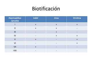 Biotificación
Haemophilus
/prueba
Indol Urea Ornitina
I + + +
II + + -
III - + -
IV - + +
V + - +
VI - - +
VII + - -
VIII - - -
 