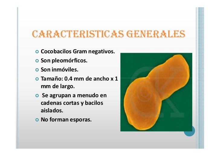 Haemophilus Influenzae Y Otros Haemophilus Spp Exposicion [Modo De…