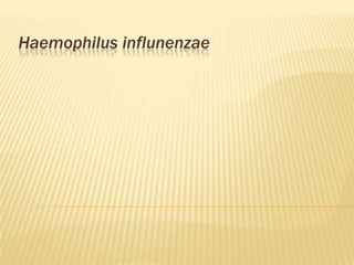 Haemophilus influnenzae
 