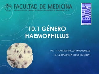 10.1 GÉNERO
HAEMOPHILLUS
10.1.1 HAEMOPHILLUS INFLUENZAE
10.1.2 HAEMOPHILLUS DUCREYI
 