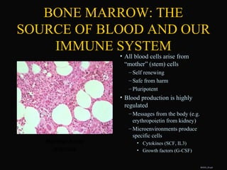 • All blood cells arise from
“mother” (stem) cells
– Self renewing
– Safe from harm
– Pluripotent
• Blood production is highly
regulated
– Messages from the body (e.g.
erythropoietin from kidney)
– Microenvironments produce
specific cells
• Cytokines (SCF, IL3)
• Growth factors (G-CSF)
Normal bone
marrow
BAS03_20.ppt
BONE MARROW: THE
SOURCE OF BLOOD AND OUR
IMMUNE SYSTEM
 