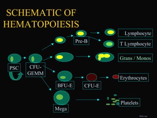 SCHEMATIC OF
HEMATOPOIESIS
PSC CFU-
GEMM
Platelets
Mega
Erythrocytes
Pre-B
B Lymphocyte
T Lymphocyte
Grans / Monos
BFU-E CFU-E
RES03_3.ppt
 
