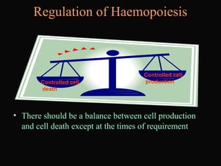 Regulation of Haemopoiesis
• There should be a balance between cell production
and cell death except at the times of requirement
Controlled cell
death
Controlled cell
production
 