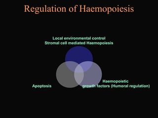 Regulation of Haemopoiesis
Local environmental control
Stromal cell mediated Haemopoiesis
Haemopoietic
growth factors (Humoral regulation)Apoptosis
 