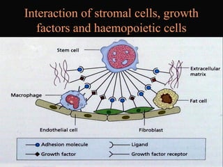 Interaction of stromal cells, growth
factors and haemopoietic cells
 
